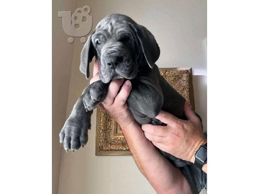 PoulaTo: Kc reg Puppies της Great Dane